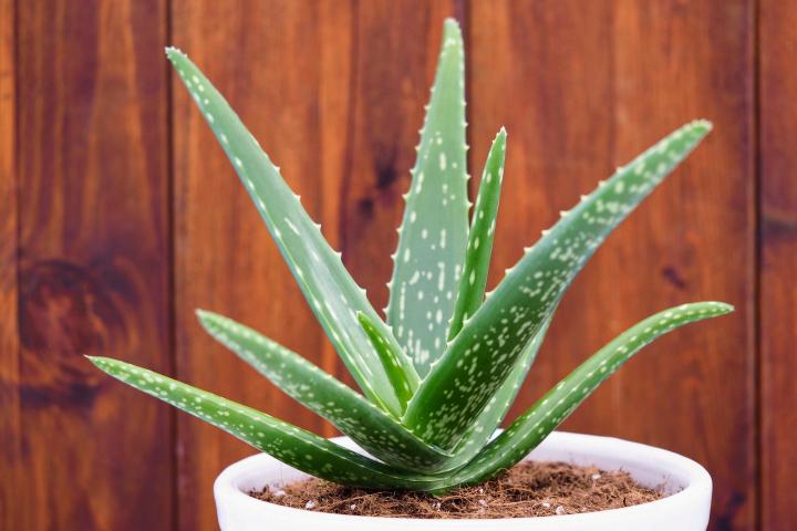 Plantele care te scapa de mirosul de tigara din casa. Multi romani nu stiu de existenta lor
