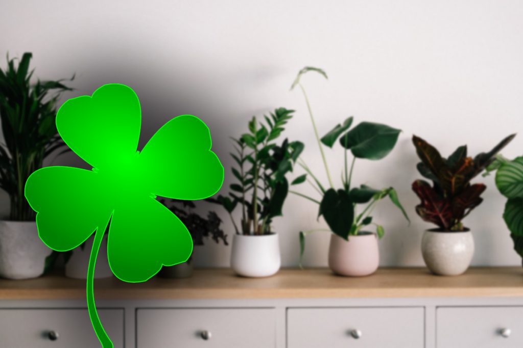 Plantele pe care este bine să le ai în casă toamna. Atrag banii și norocul