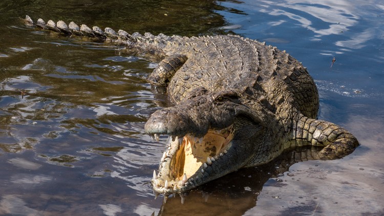Turist ucis de un crocodil 