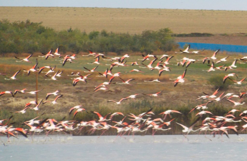 Un stol de păsări flamingo a poposit la Jurilovca