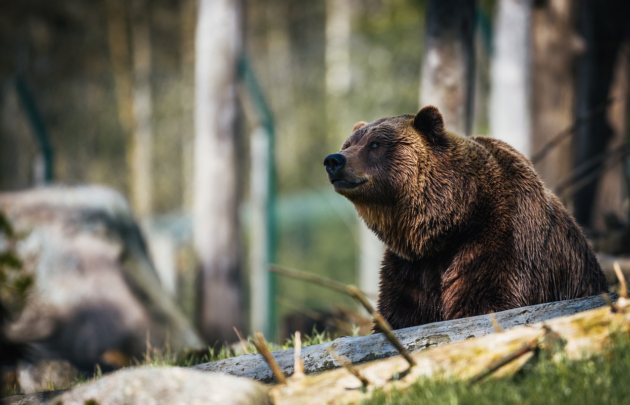 Panica in judetul Prahova. Un urs a intrat intr-o curte, s-a emis Ro-Alert