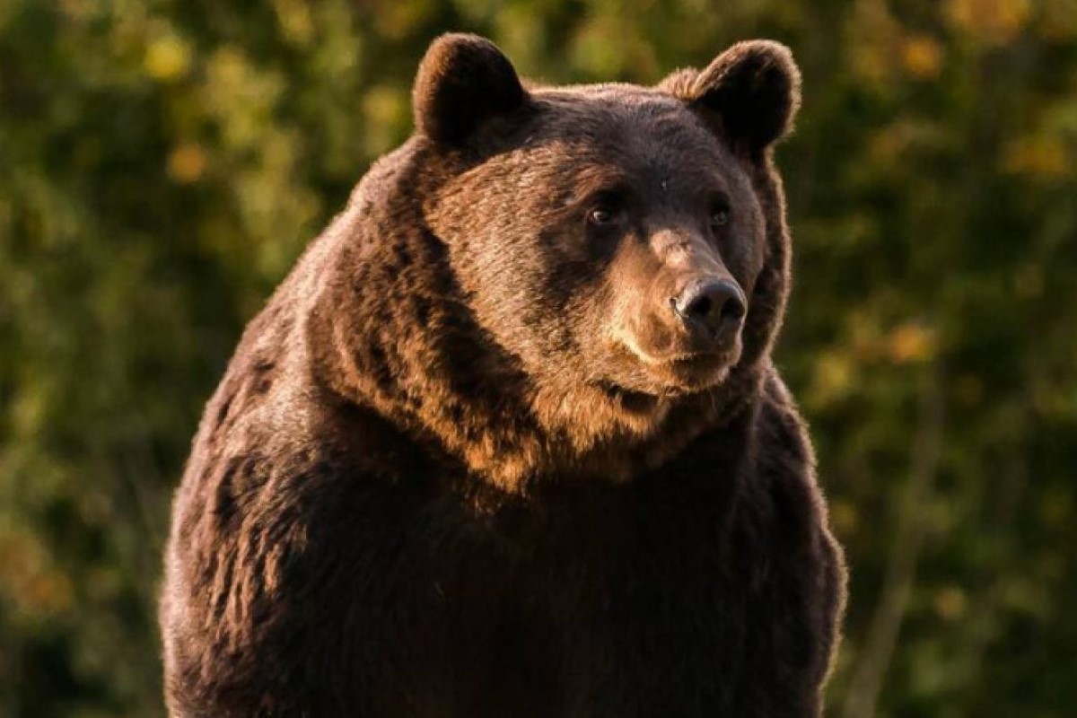 O zona din Romania a fost interzisa dupa ce a fost invadata de ursi 