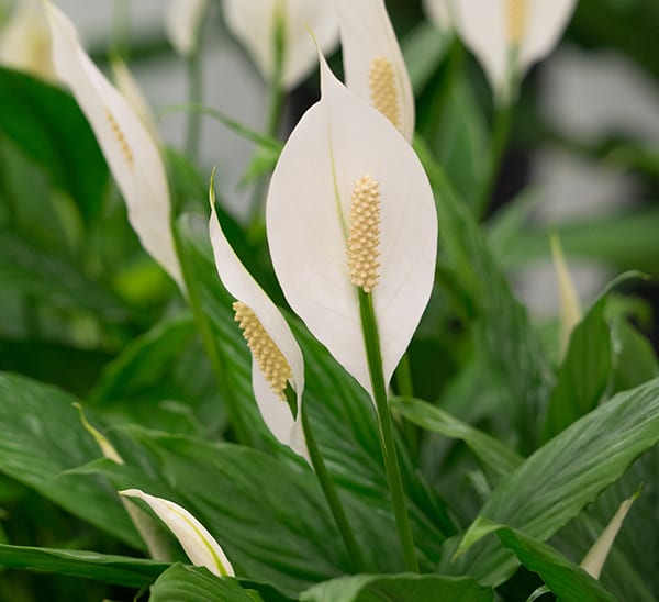 Plantele care aduc fericirea in casa