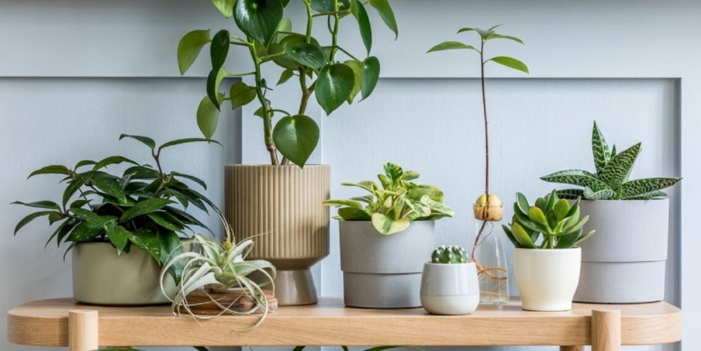 Plantele care aduc fericirea în casă. Atrag norocul și bunăstarea