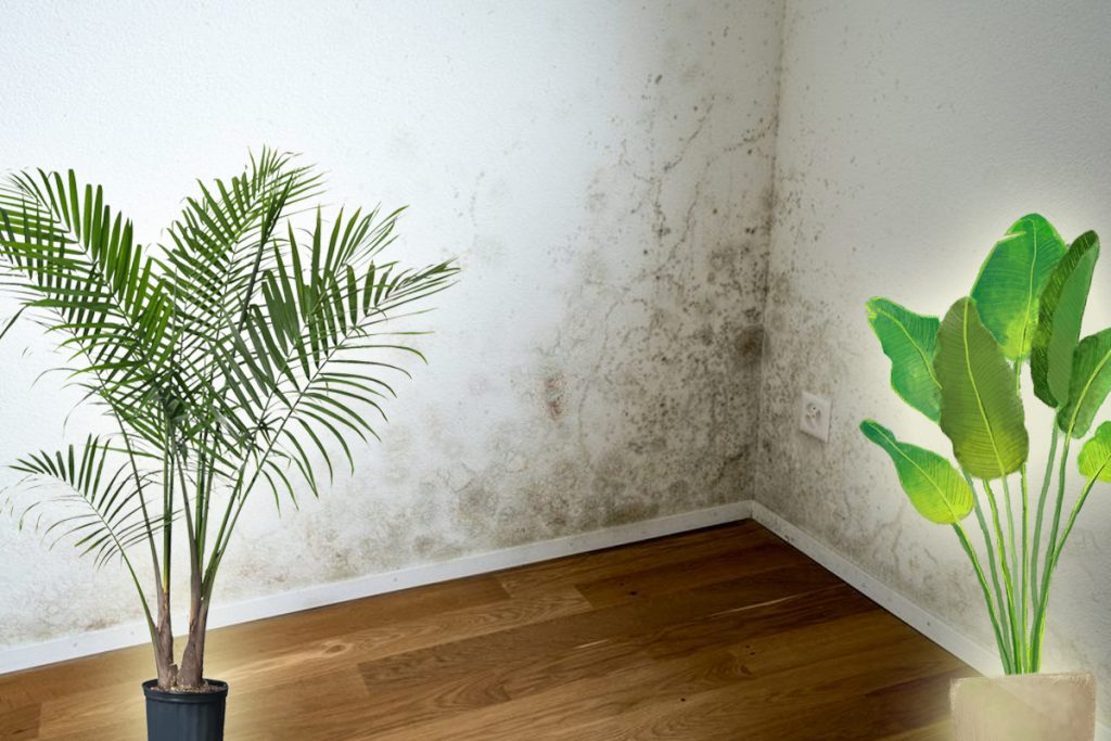 Plantele care elimină mucegaiul din casă. Absorb imediat umezeala