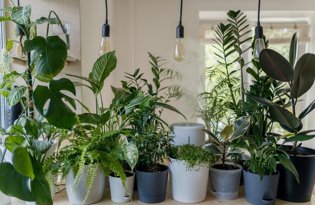 De ce ar trebui sa uzi plantele cu apa folosita in masina de spalat