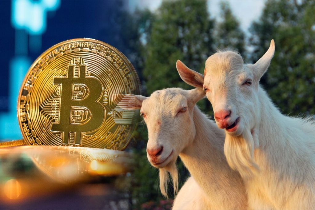 Capră de vânzare, în schimbul unui bitcoin. Afacerea cu care o bătrânică spera să dea lovitura. „Dacă nu, i-o dau lui Elon Musk”