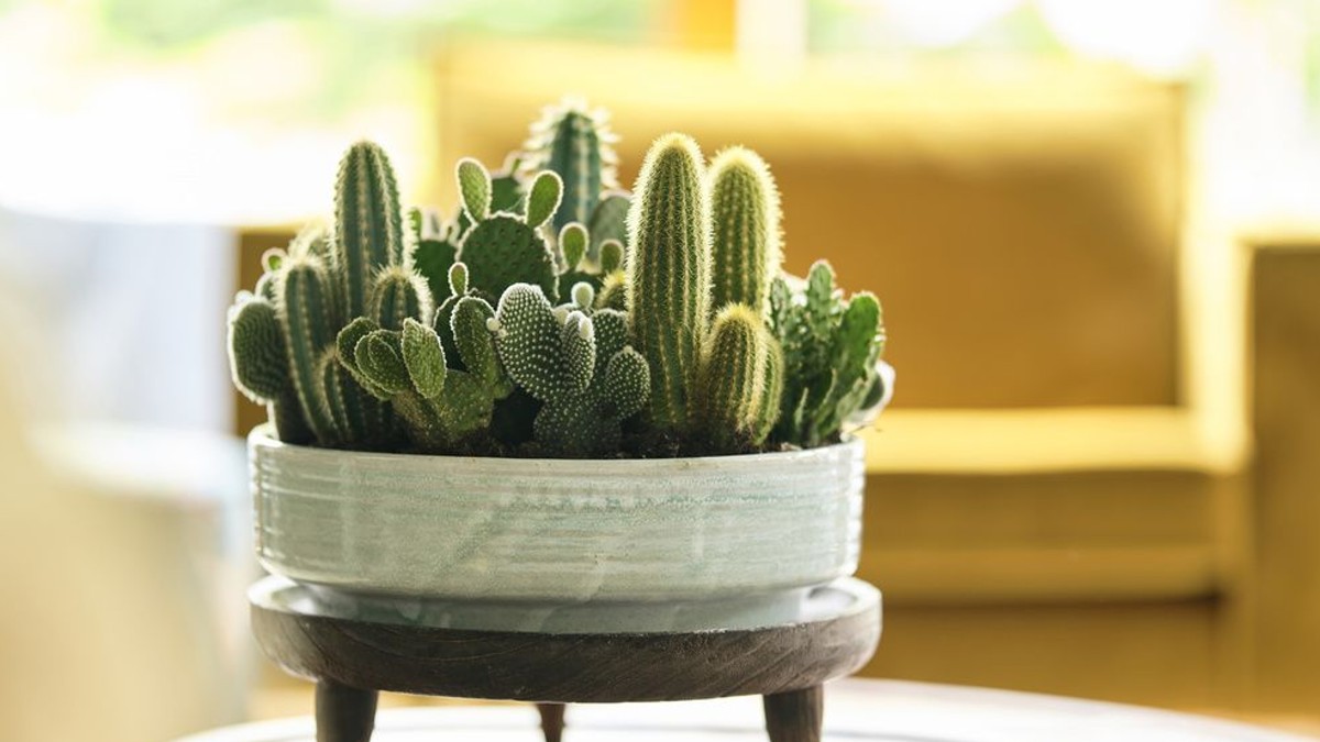 De ce sa nu tii cactus in casa