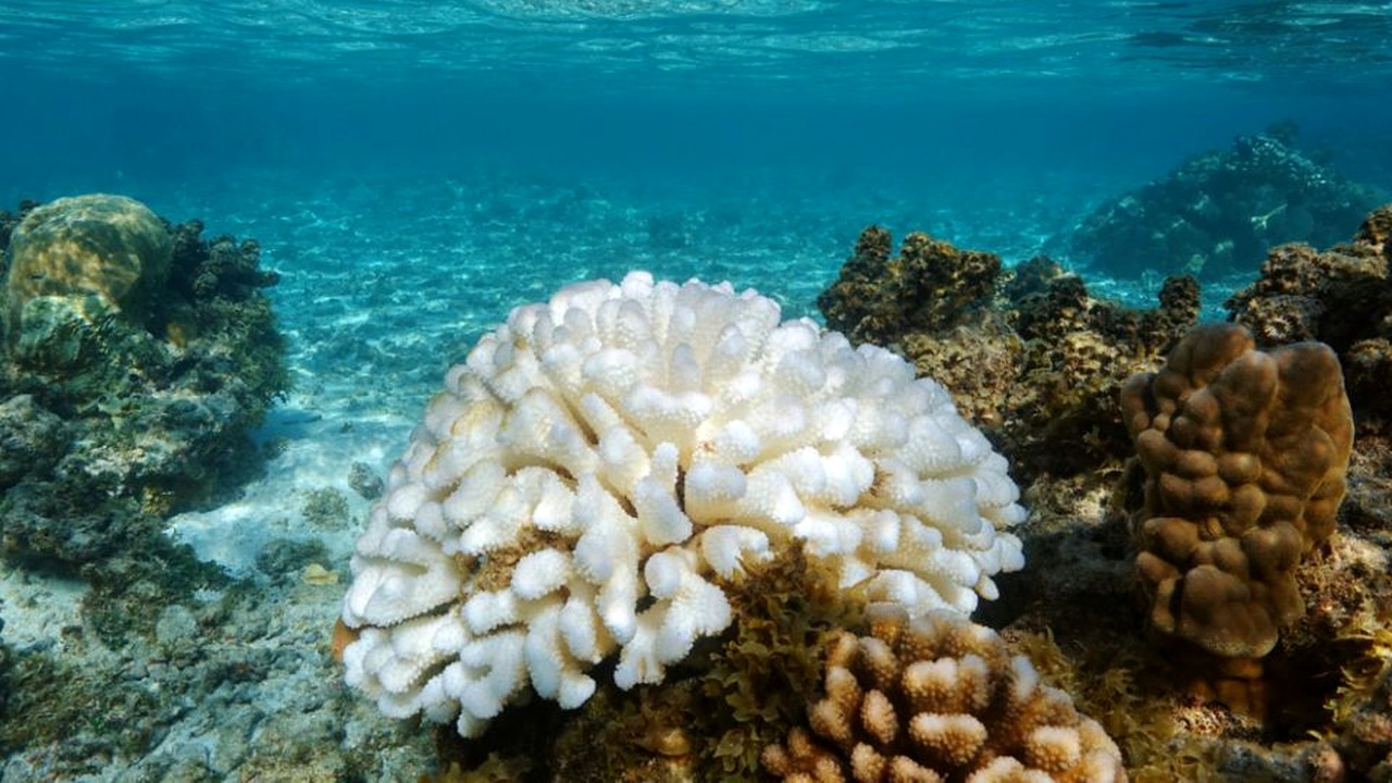 Coralii, afectați de temperaturile ridicate ale Mării Mediterane