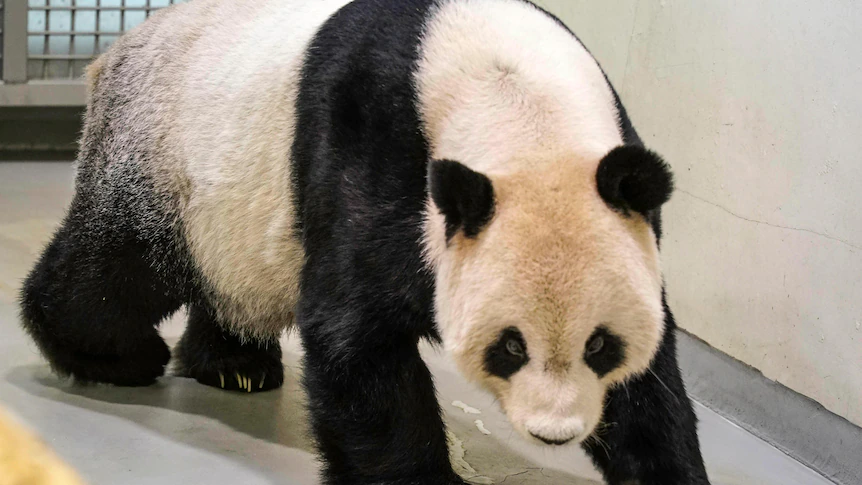 Panda