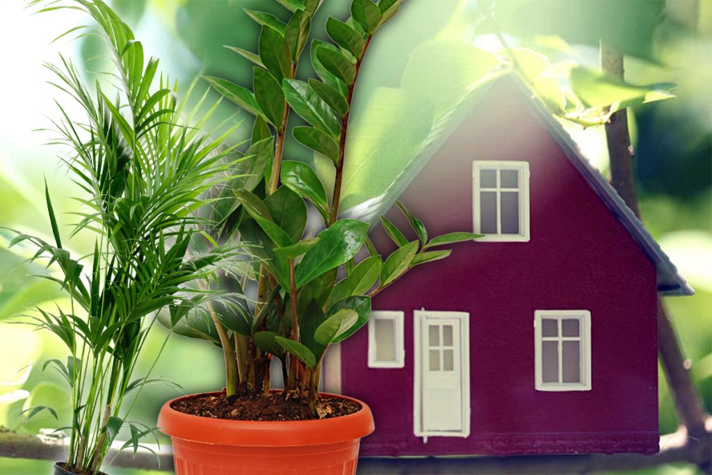 Plantele care fură toată energia pozitivă din casă. Scapă de ele dacă vrei să fii ferit de necazuri și ghinion