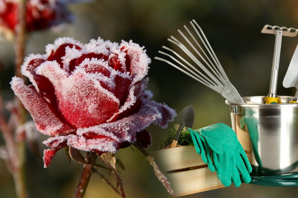 Secretul pentru ca trandafirii să reziste toată iarna. Pașii simpli pe care trebuie să-i urmezi