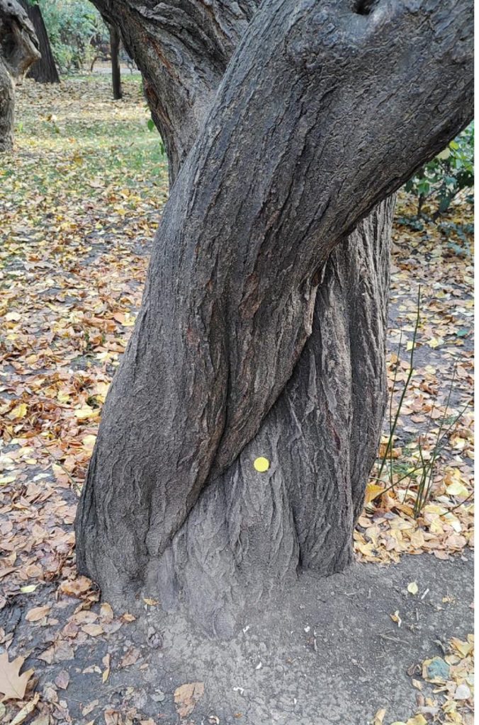 Copacii cu bulină galbenă. Ce reprezintă acest marcaj în București