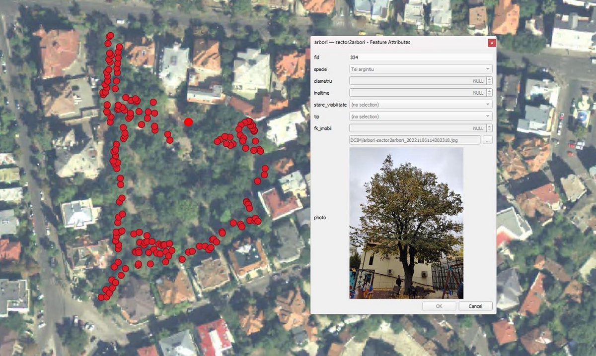Copacii cu bulină galbenă. Ce reprezintă acest marcaj în București