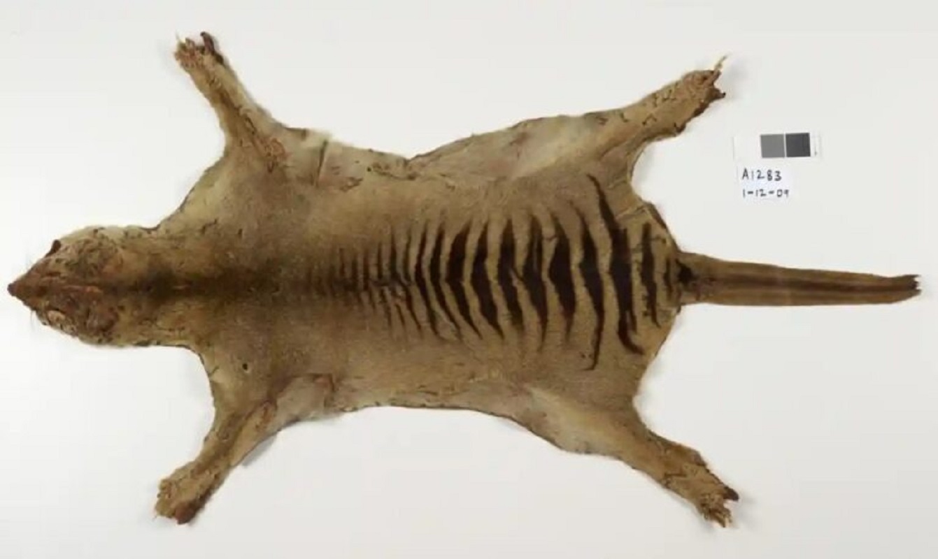 Animalul ce combina un lup cu un tigru și un cangur, ”uitat” de arheologi: cum a fost găsit