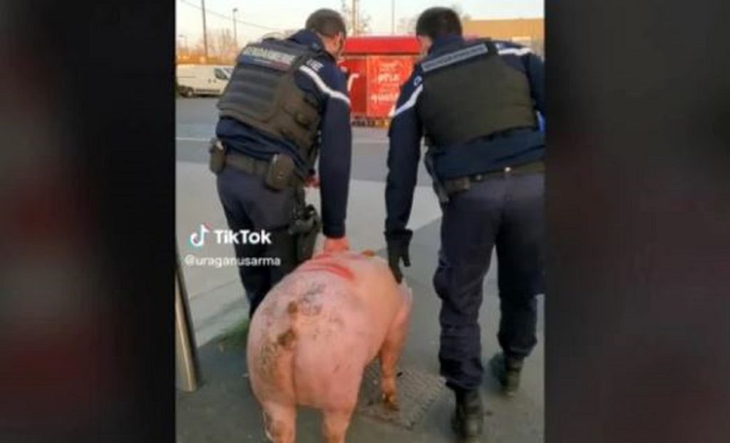 Jandarmii din Franța au lăsat o familie de români fără porc de Crăciun. L-au confiscat înainte de tăiere