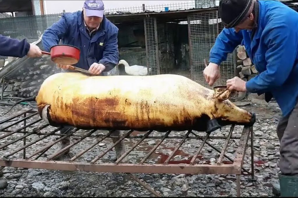 Regulile pentru sacrificarea porcului în propria gospodărie. Ce trebuie să știe românii, recomandările autorităților