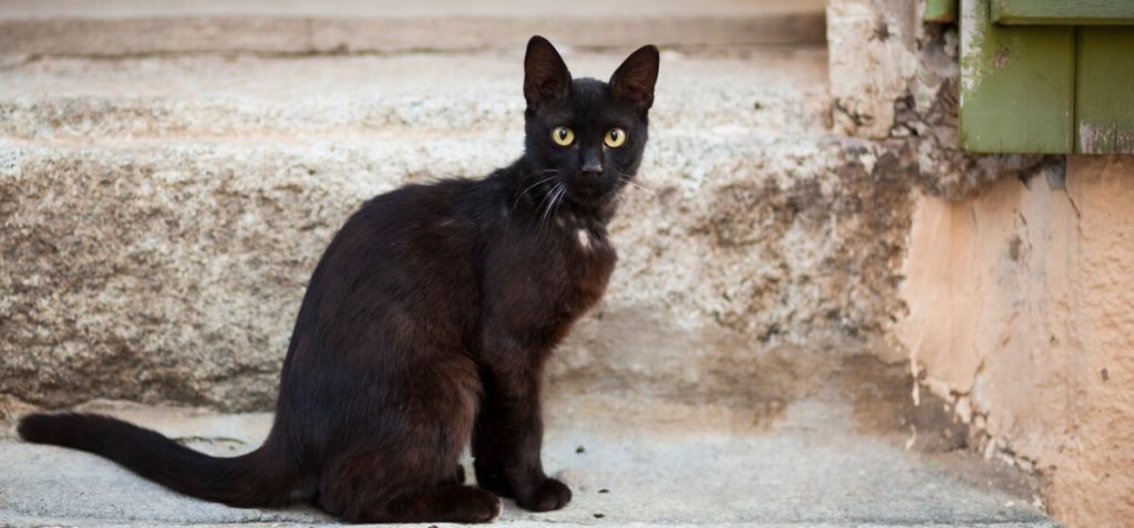 Superstiții turcești. De ce nu stau niciodată turcii picior peste picior și ce nu au voie să facă femeile dimineața