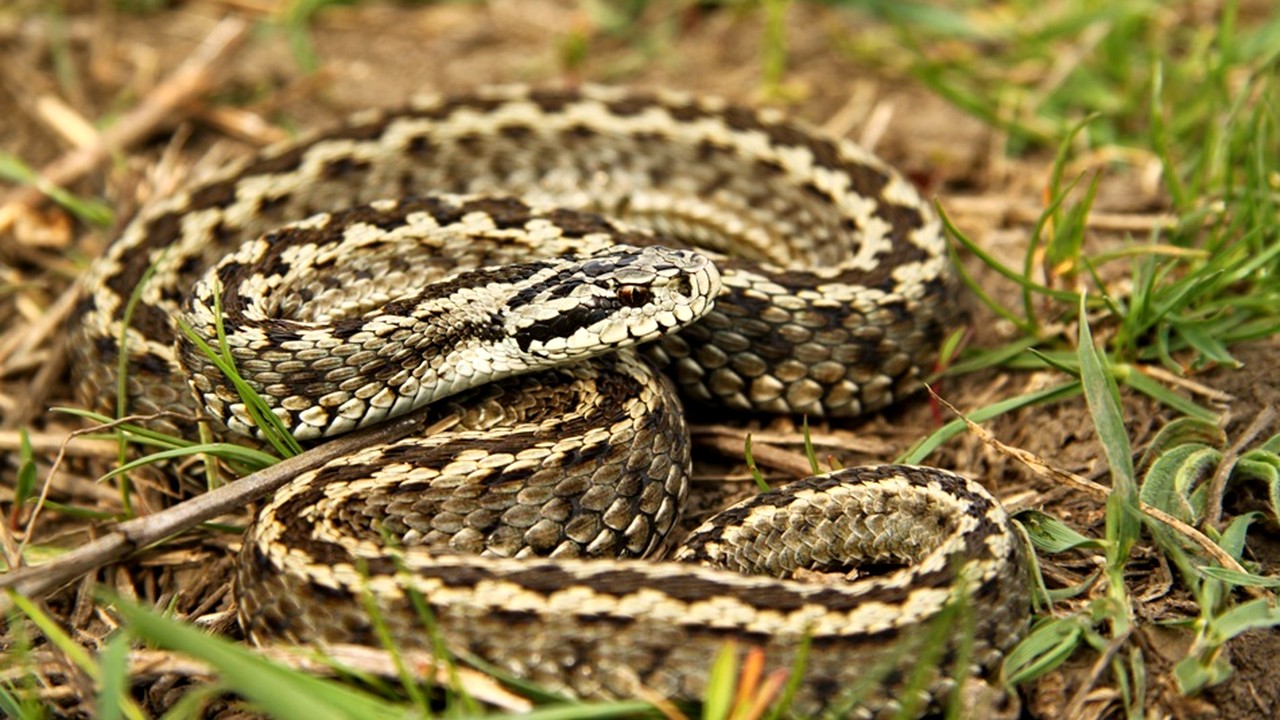 Vipera de stepa