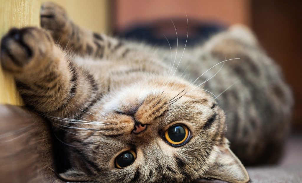 Cât costă întreținerea unei pisici. Suma lunară pe care trebuie să o cheltuiască stăpânii unei feline