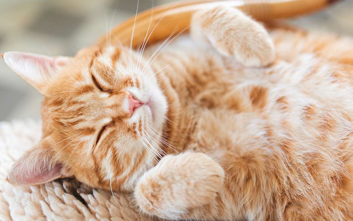 Cât costă întreținerea unei pisici