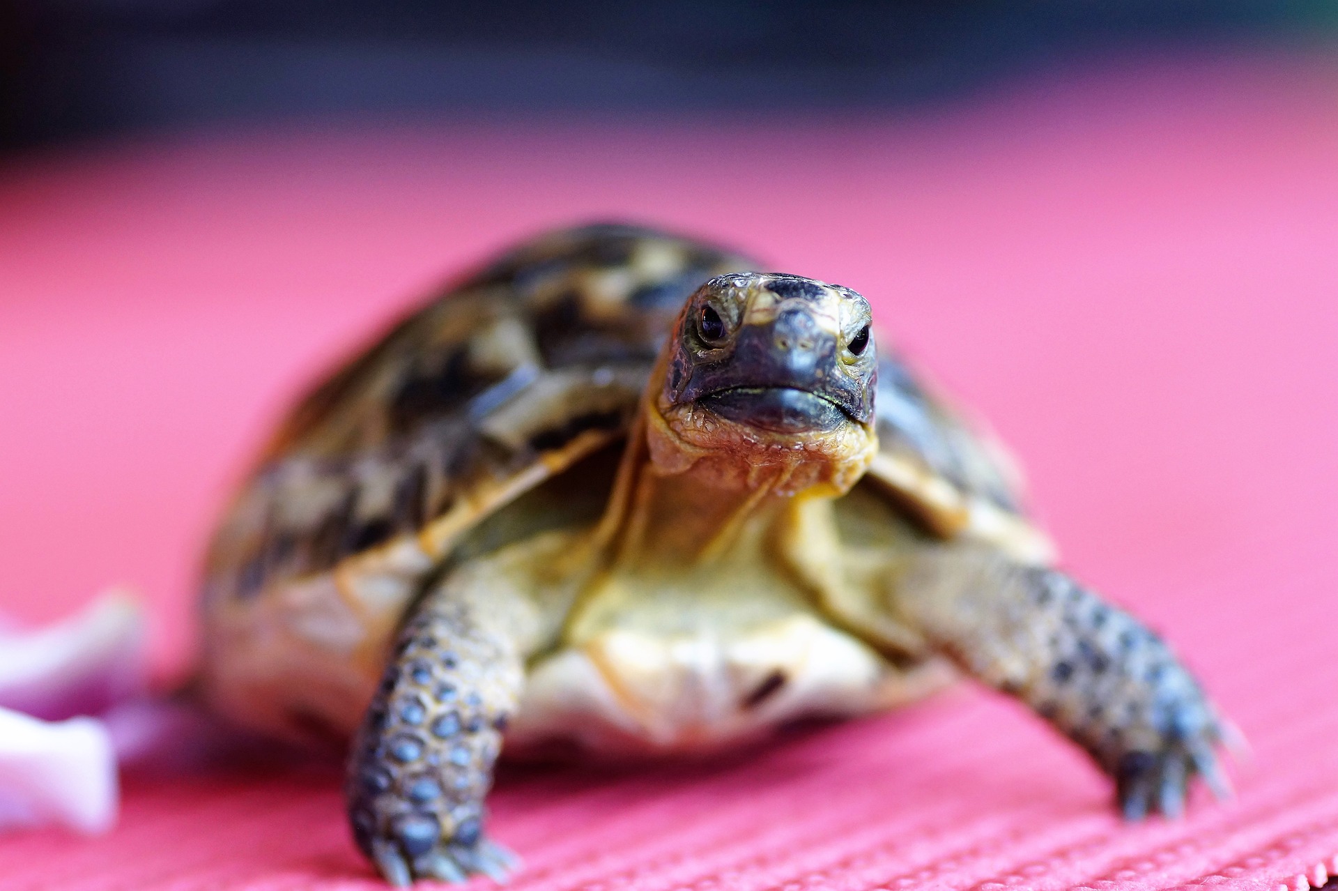 Cât trăiește o broască țestoasă? Durata medie de viață în funcție ...