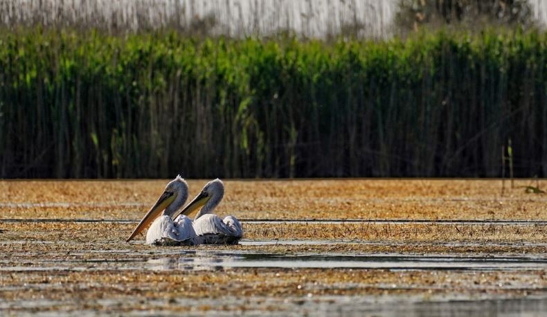 Galerie foto - Poza #2