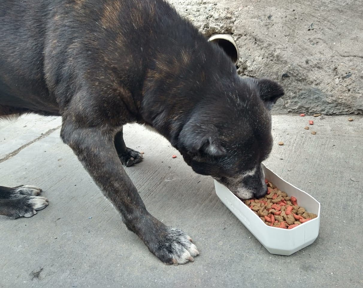Hranirea cainilor fara stapan ar putea fi interzisa