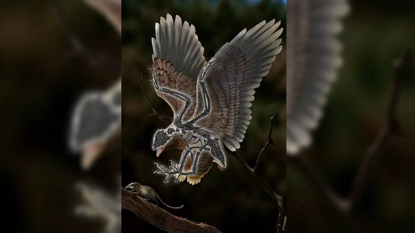Pasărea cu cap de T-Rex fascinează cercetătorii: posibila legătură cu cel mai mare dinozaur