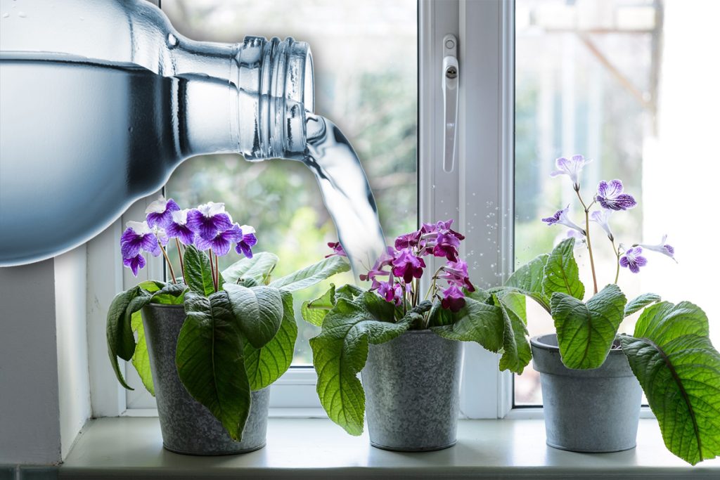 Trucul simplu prin care verifici dacă plantele au suficientă apă. Nu este greu deloc