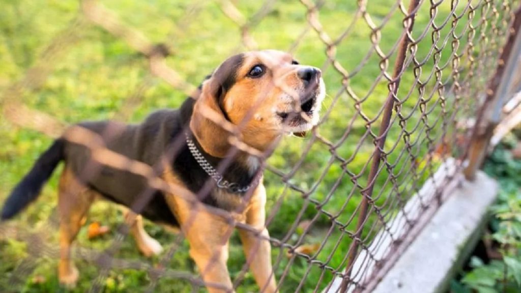 Cât de apropiat este câinele tău de un lup, în funcție de cum latră