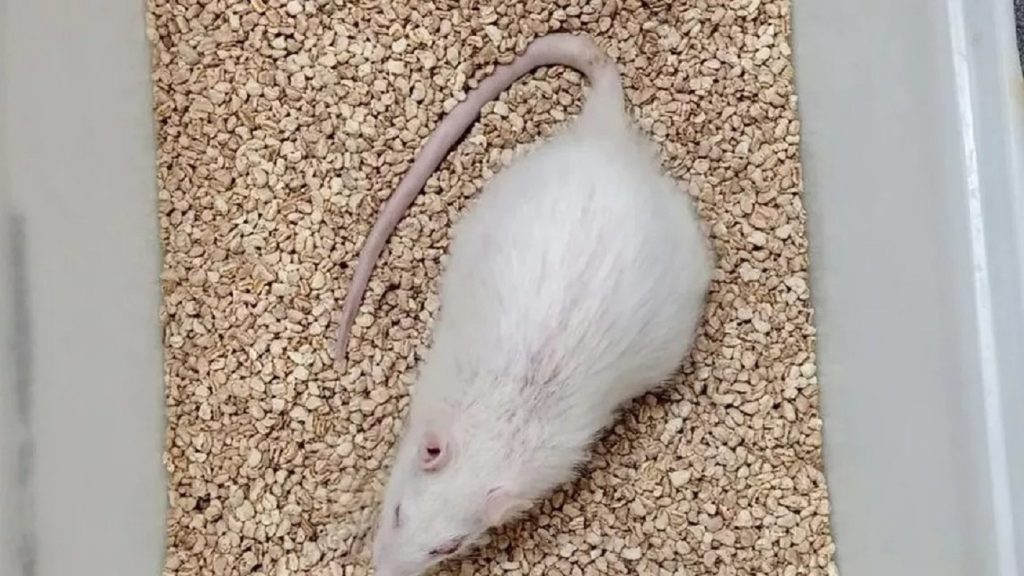 Au și animalele de laborator ziua lor!