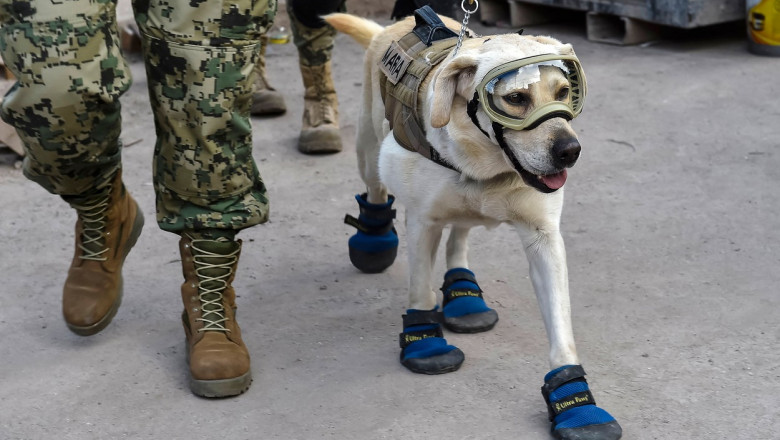 Studiu: câinii îi însoțesc pe oameni de aproximativ 16.000 de ani 