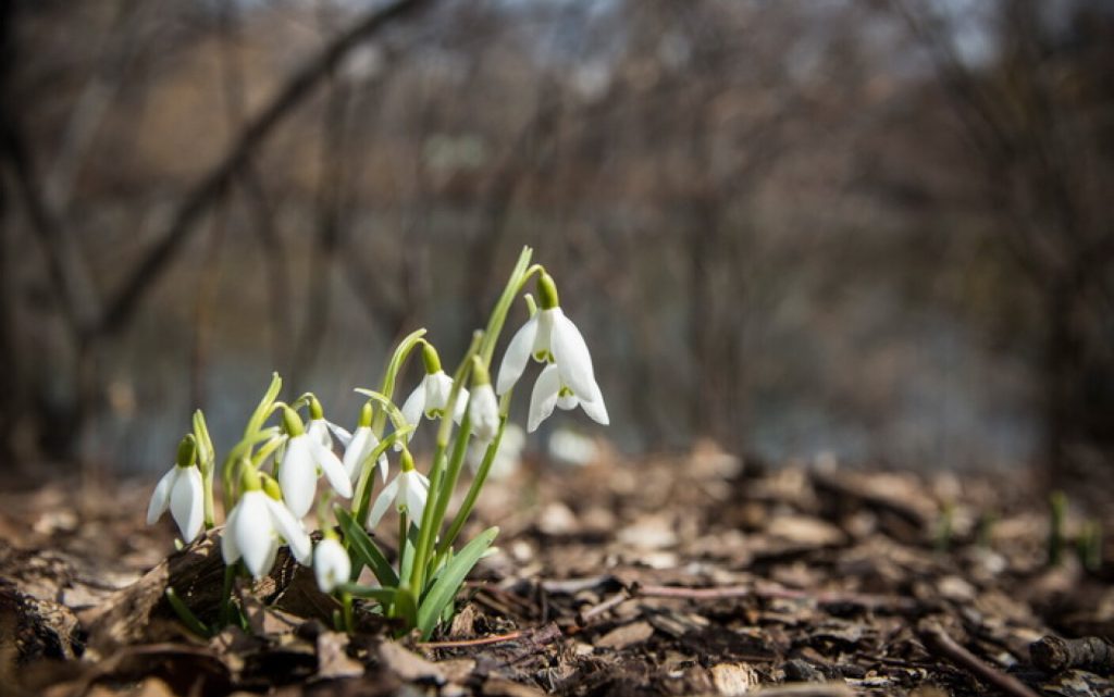 Vremea se schimbă radical din 8 martie. ANM a anunțat temperaturi neobișnuite pentru perioada din an