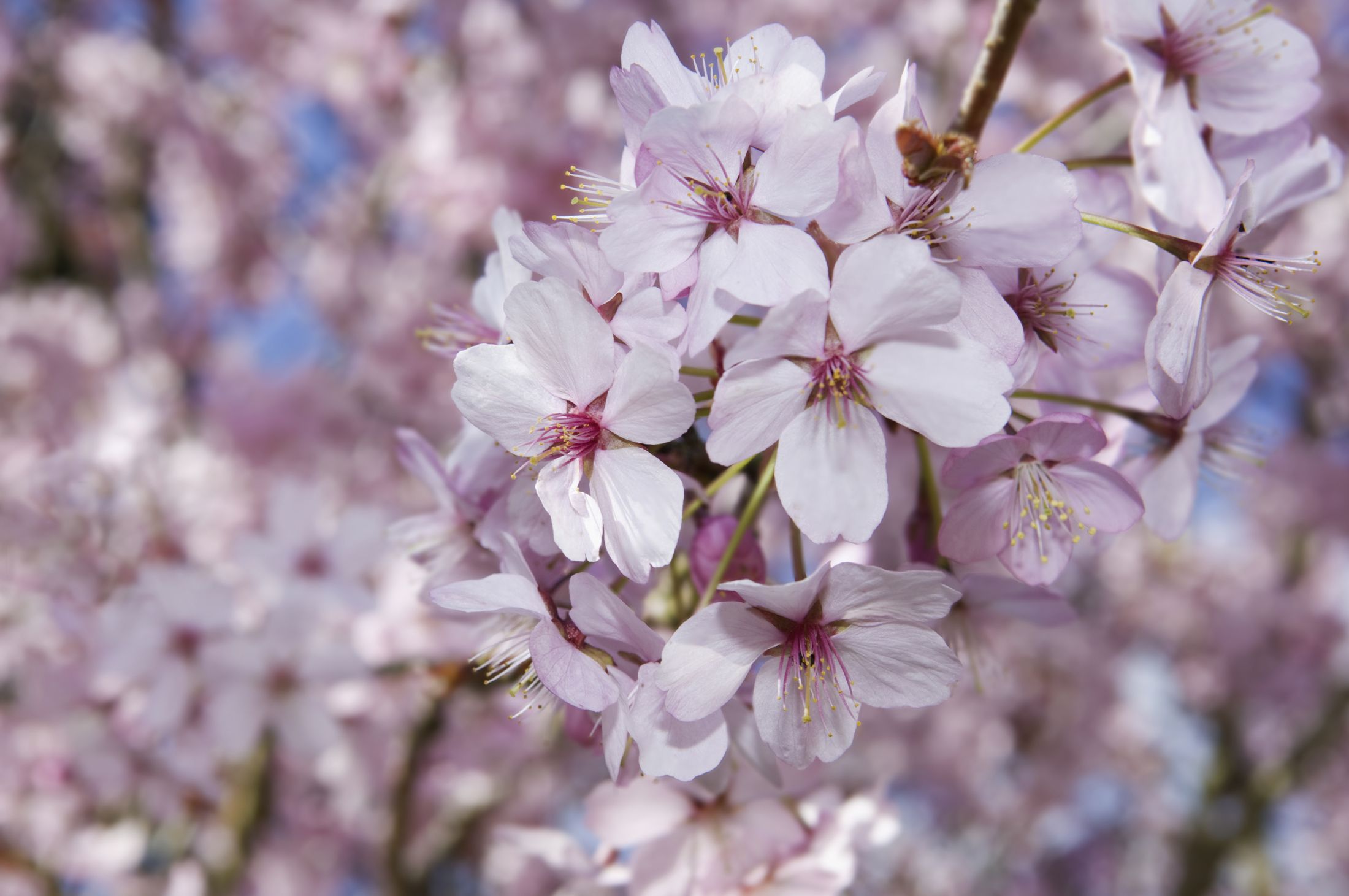 Ce nume se sărbătoresc de Florii