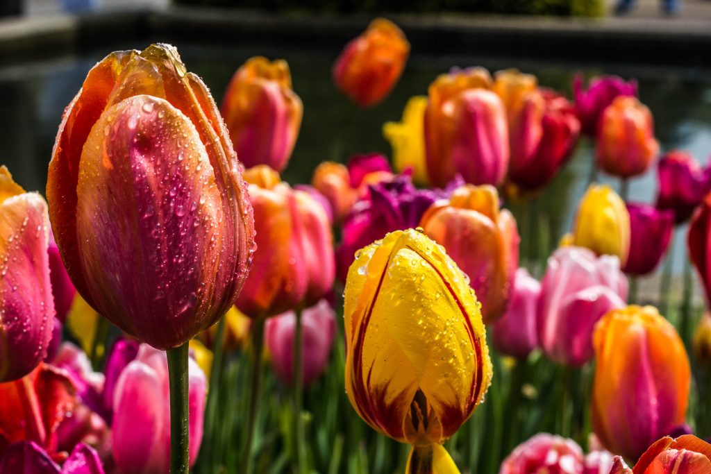 Ce semnificație ascund florile primite pe 1 și 8 martie. Lalelele sunt un semn de iubire sinceră, ce sugerează orhideele