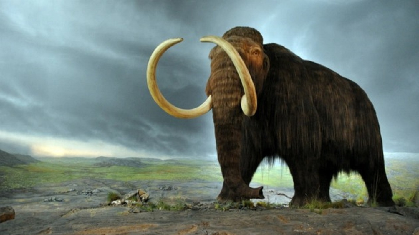 Chiftelele de mamut ar putea fi o delicatesă, dar cum este posibil să existe