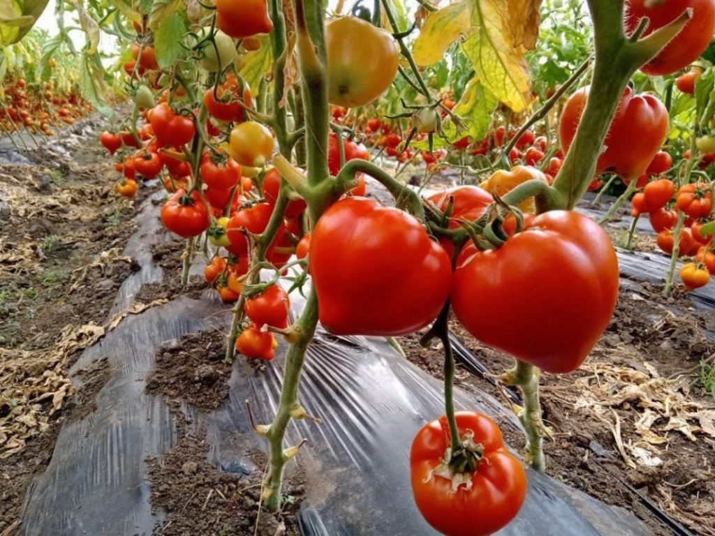 Cum să grăbești coacerea roșiilor în mod natural. Secretul grădinarilor profesioniști