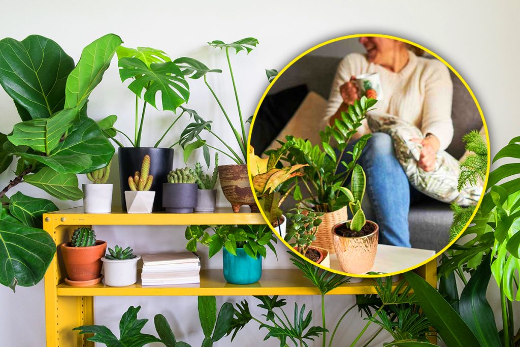 Plantele care te scapă de astenia de primăvară. Trebuie să le ai în casă, aduc liniștea și energiile pozitive