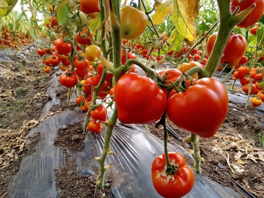 Cât a ajuns să coste un kilogram de roșii. Românii plătesc cel mai mult dintre toți europenii