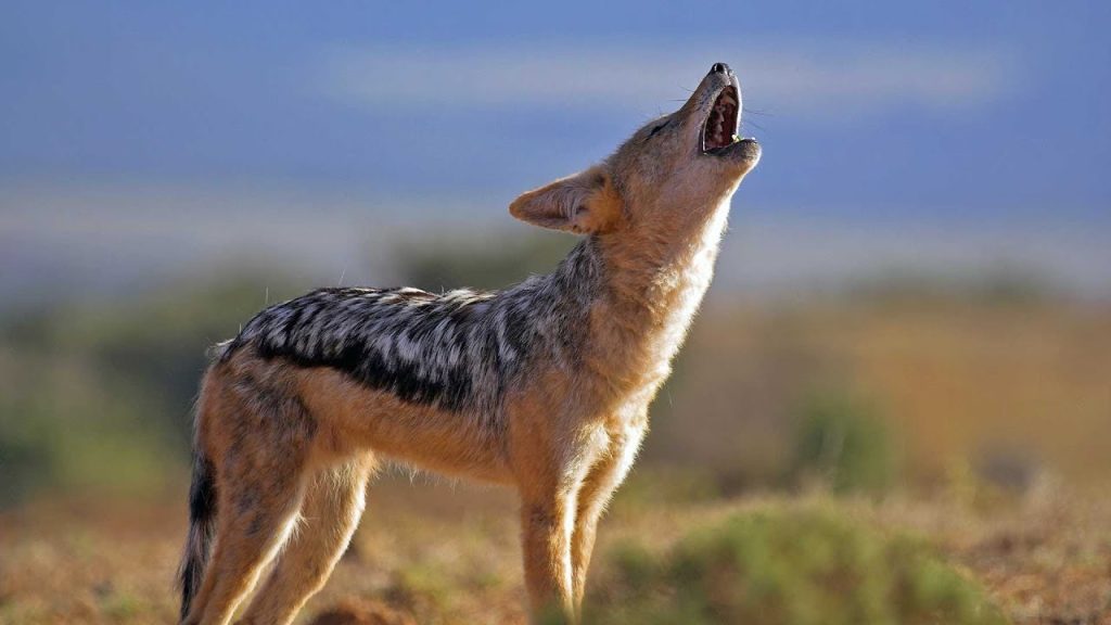 Animalul periculos care a ajuns să terorizeze un județ din România. Oamenii spun că umblă în haite, sunt cu miile