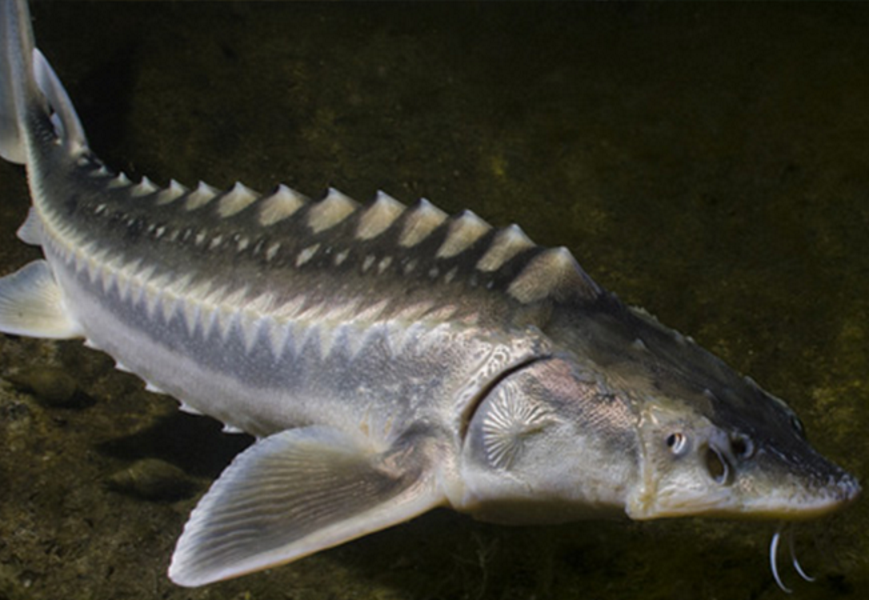 Alimentul cu care Romania a dat lovitura in Europa. Se vinde pe banda rulanta cu mii de euro