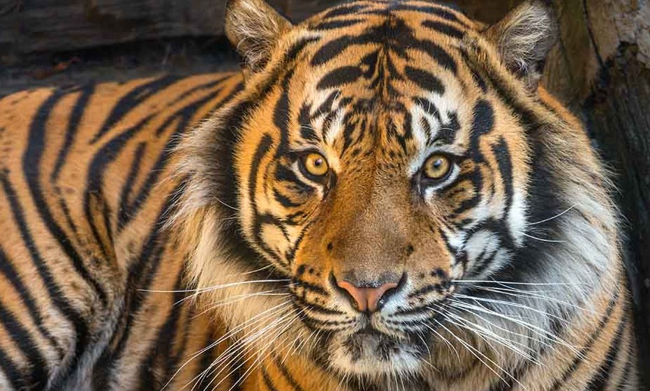 Ce program are Grădina Zoologică București