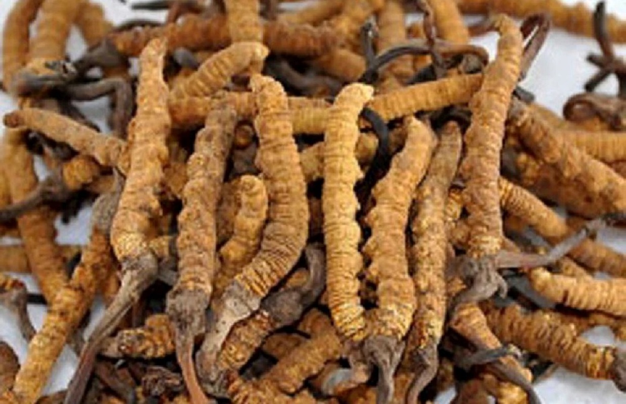 Ciuperca revoluționară mai valoroasă decât aurul: proprietățile miraculoase care îi justifică prețul fabulos