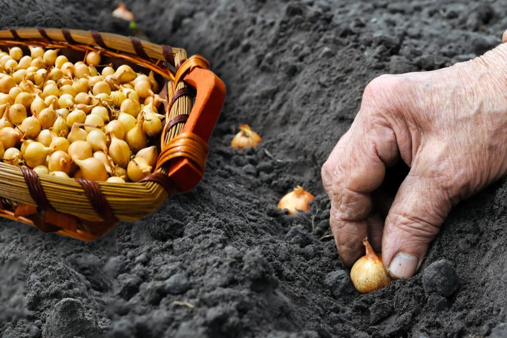 Cum se plantează corect arpagicul și în ce perioadă. Doar așa vei obține o recoltă bogată