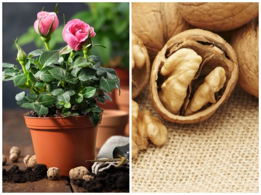 De ce să pui coji de nucă în ghiveciul cu flori. Efectul te va surprinde total