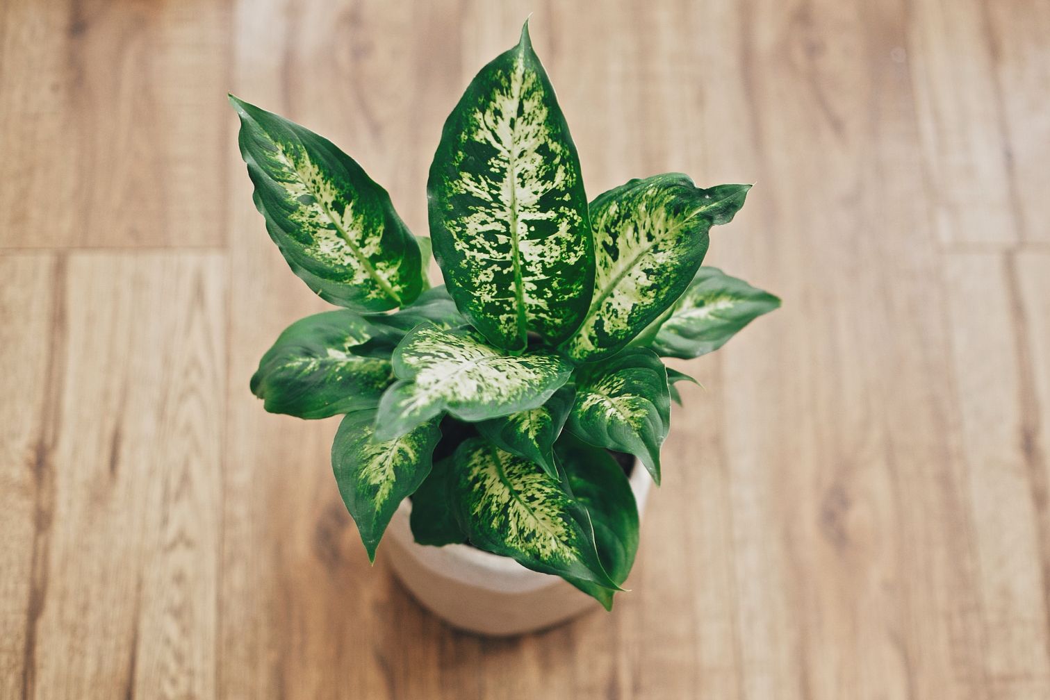 Dieffenbachia amoena