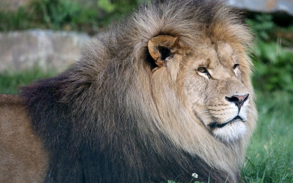 Program Grădina Zoologică București 2023. Orarul de funcționare și prețul biletelor pentru copii și adulți