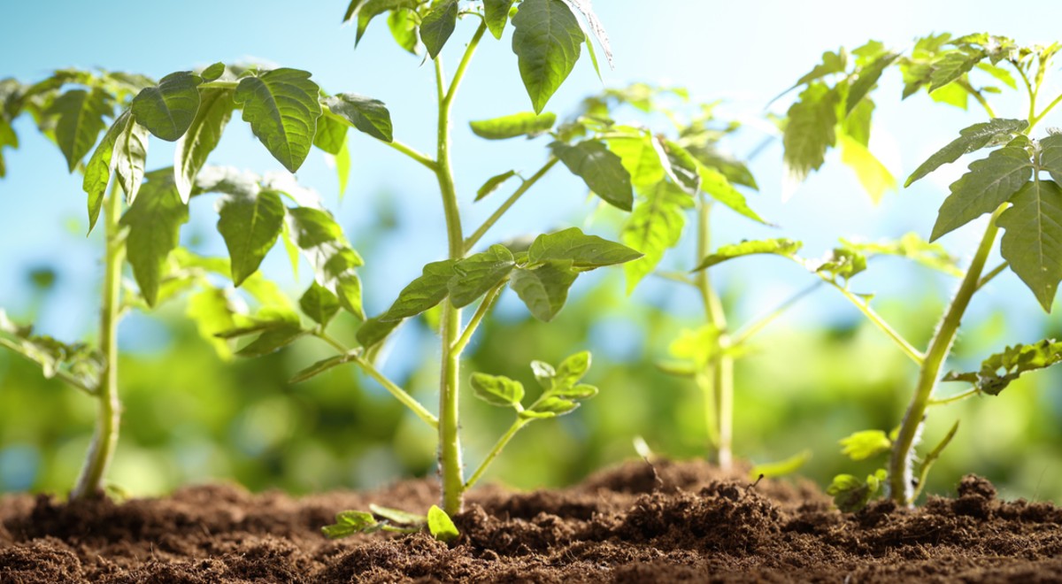 Cu ce se stropesc rosiile dupa plantare