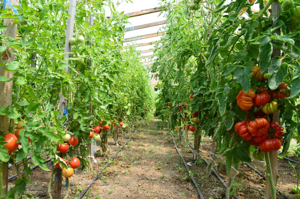 Ce este interzis să plantezi lângă legume. Greșeala care îți distruge toată recolta